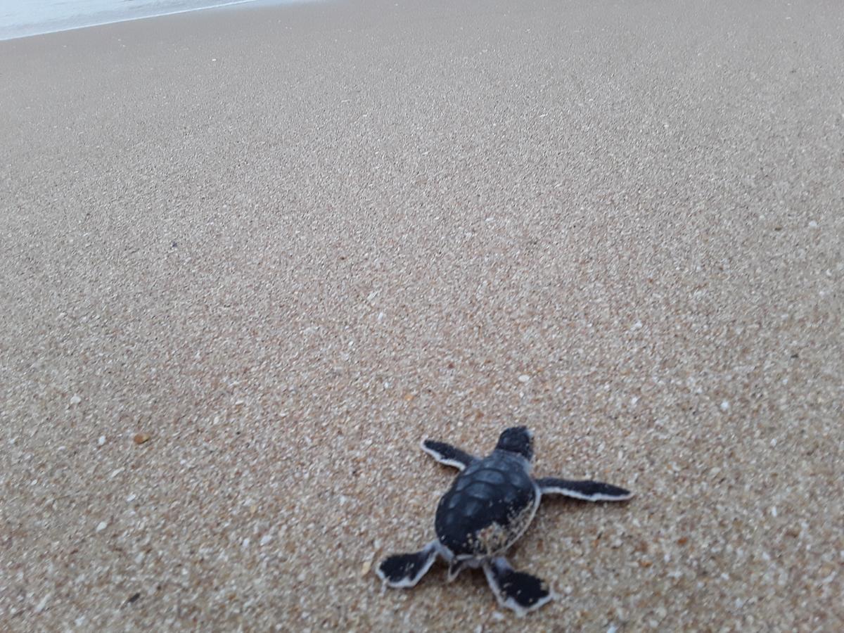 Green Turtle Tangalle Exterior photo